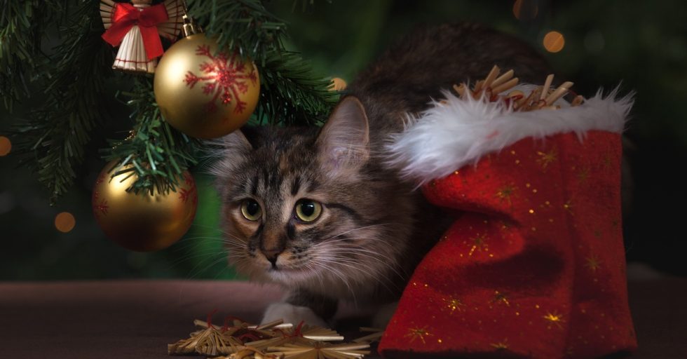 green-golden-red-kitten-cat-christmas-1271284-pxhere.com