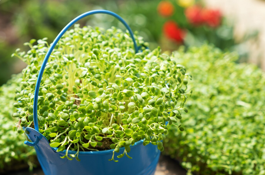 Indian Cress