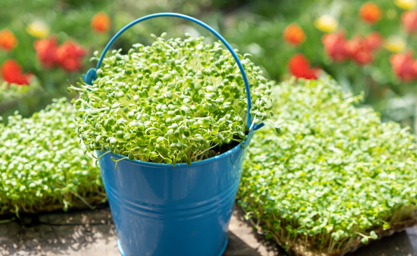 Indian Cress