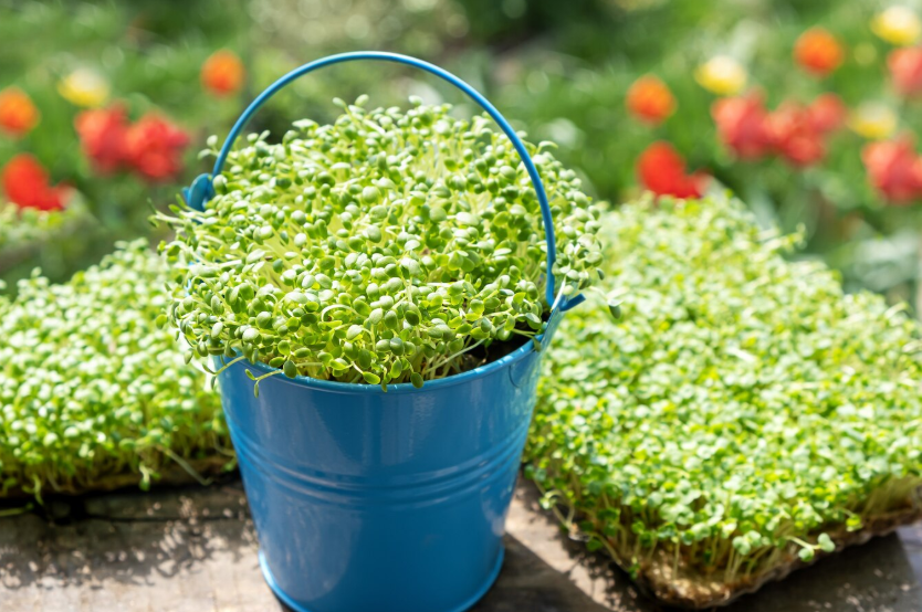 Indian Cress