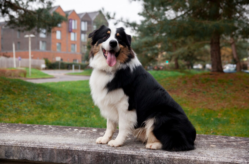 Farm Dog