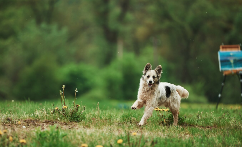 Farm Dog