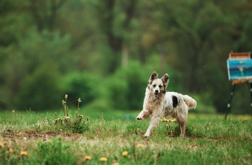 Farm Dog